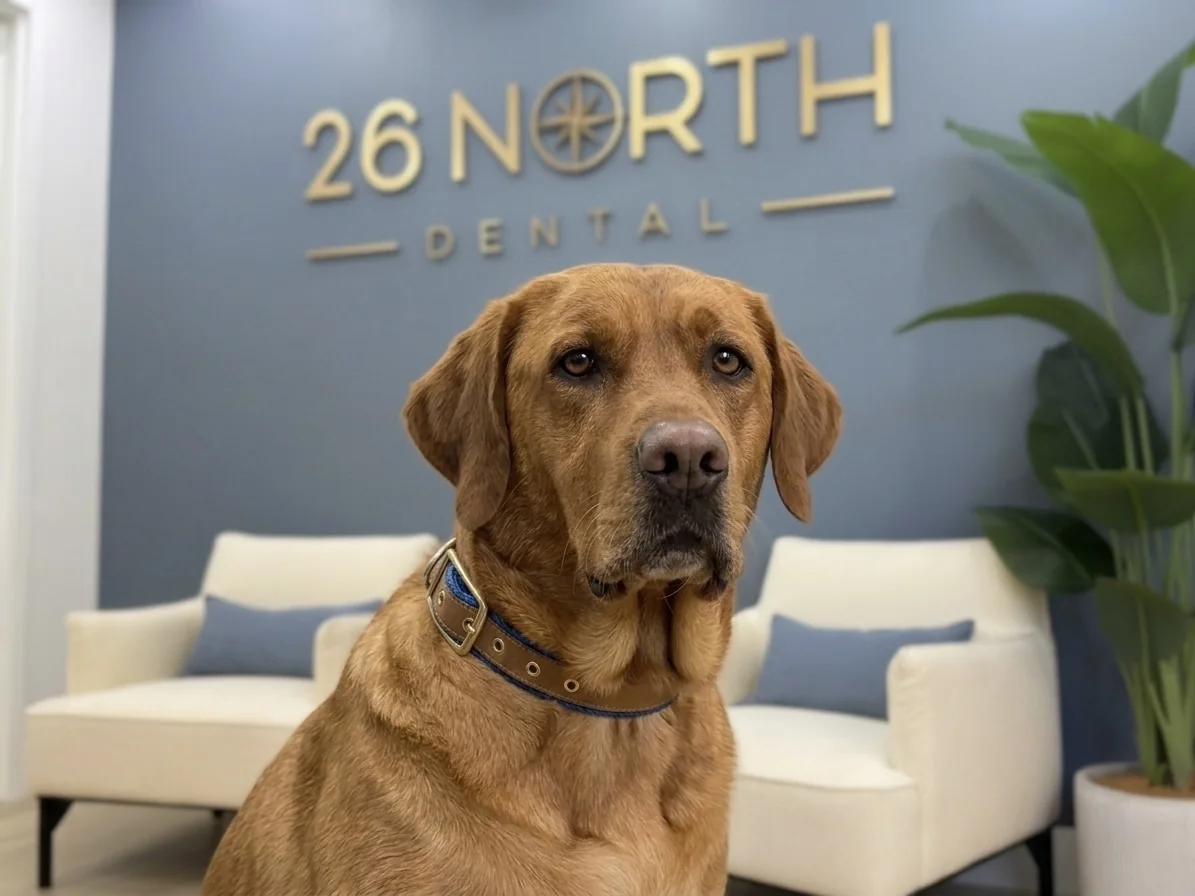 Dog sitting in the 26 North Dental reception area